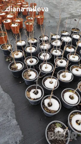 Магнолия Нигра, Magnolia ‘Nigra’, снимка 12 - Градински цветя и растения - 49260159