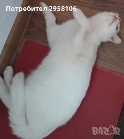 коте, снежно бяло момче, 8 мес., снимка 4 - Британска късокосместа - 51471264