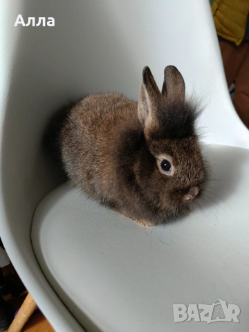 Декоративни зайчета голландско джуджета, Рекс, лъва глава 