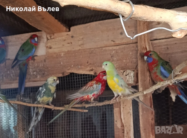 Пенанти,розели и пойни