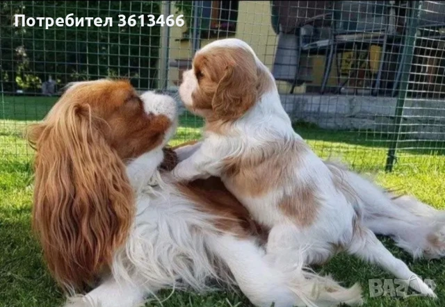 Кавалер кинг чарлз шпаньол , снимка 3 - Кавалер кинг чарлз шпаньол - 51386794