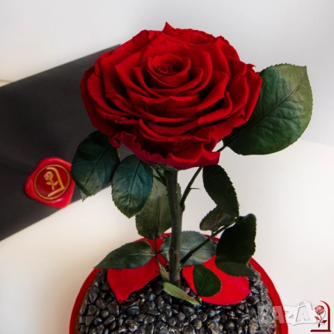 Естествена Вечна Роза в Голяма Стъкленица - Оригинален и Персонализиран Коледен Подарък за Жена, снимка 4 - Коледни подаръци - 52529250