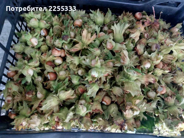 Продавам лешникова градина, снимка 9 - Земеделска земя - 48766274