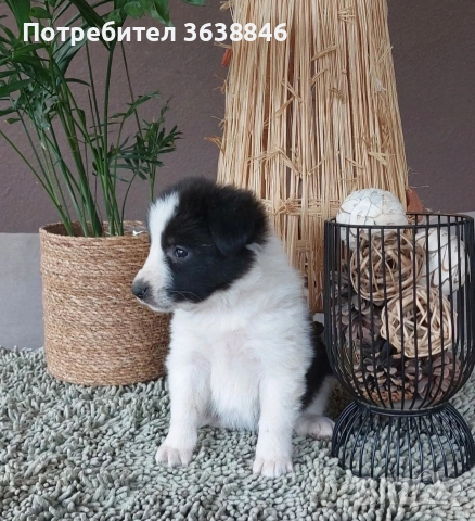 Бордър коли