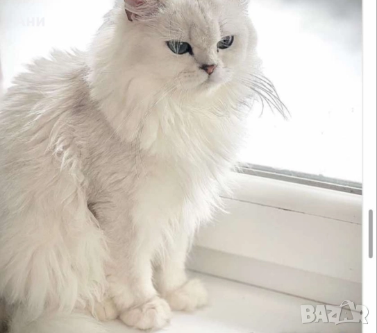 КОТЕНЦА МЕЧТА , снимка 7 - Чинчили - 52469102