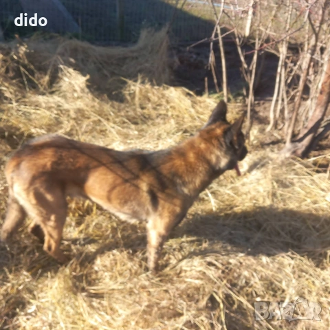 Продавам белгийски овчарки/малиноа, снимка 8 - Белгийска овчарка - 53276339