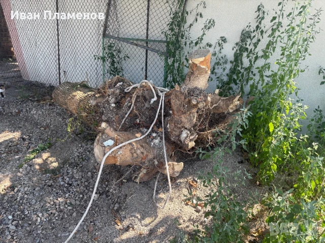 Продава голям дънер от Ясен цял, снимка 1