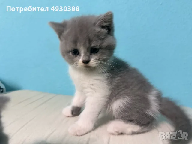 Британски късокосмести смесени , снимка 2 - Британска късокосместа - 55969992