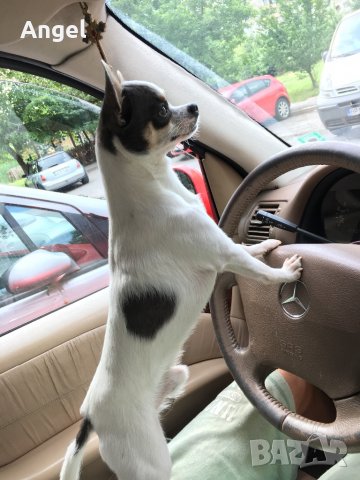 Чихуахуа за Разплод, снимка 7 - Търси партньор - 39142756