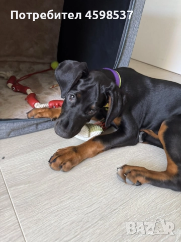 Женски доберман от лицензиран развъдник (3 месеца), снимка 1