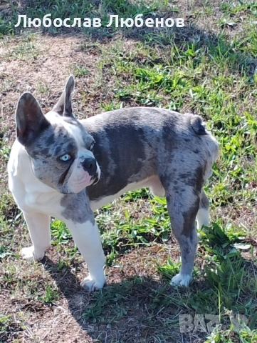 Френски булдог 