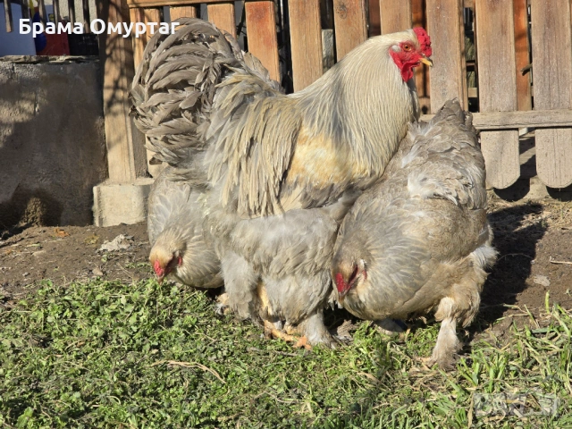 Продавам разплодни яйца от Брама Изабела/Brahma Isabella, снимка 8 - Кокошки и пуйки - 50242130