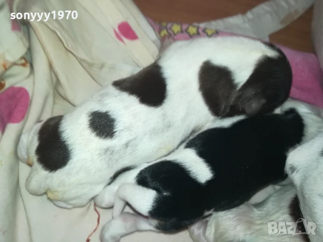 ДЖАК РЪСЕЛ БЕБЕТА-РОДЕНИ ДНЕС 11.08.25г 1108251838, снимка 15 - Джак ръсел териер - 51331559