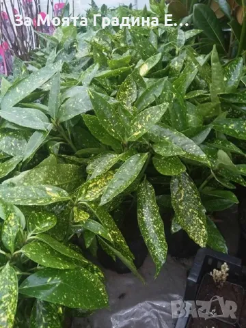 Аукуба , снимка 2 - Градински цветя и растения - 49425476