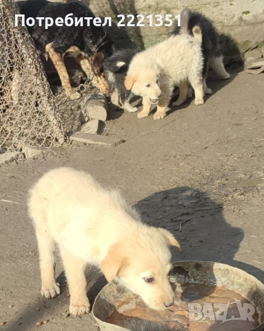 Подарявам кученца, снимка 5 - Други - 53517640