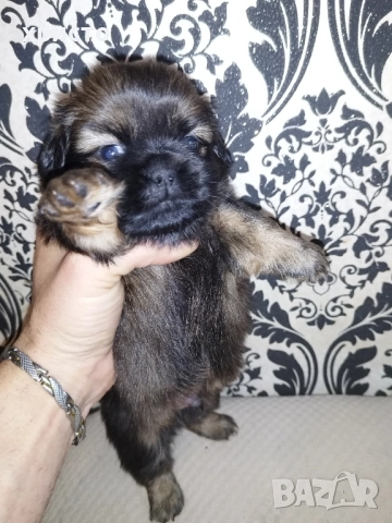 Чистокръвни Пекинези!!, снимка 8 - Пекинез - 52438303