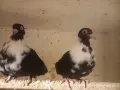 гълъби на въртене, снимка 2