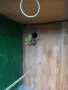 Мъжки принцов папагал. , снимка 3