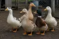 Продавам 10 патици, снимка 1