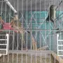 поен папагал женски син, снимка 1