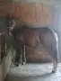 Продава се Кобила, снимка 2