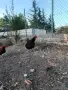 Продавам млади кокошки, снимка 2