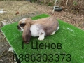 Продавам кочовати зайци., снимка 9
