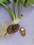 Продам пресен див корен змийска хурка , снимка 1 - Медицински, стоматологични - 44684164