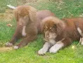 Каракачански кучета, снимка 12