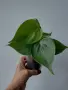 Филодендрон, philodendron Heartleaf, снимка 1