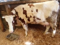 Продавам крави на първо,второ и трето теле,договаряне, снимка 7