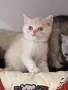 Шотландски клепоухи котенца, снимка 2