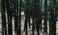 100 бр. ЧЕРНИ бамбукови семена - Phyllostachys nigra - Издръжлив рядък вид вечнозелен черен бамбук, снимка 5