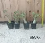 Adenium Obesum - пустинна роза , снимка 1