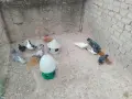 Пазарджишки гълъби, снимка 2
