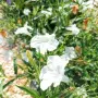 Продава се Руелия, Мексиканска петуния, Ruellia,  Mexican Petunia!!, снимка 4