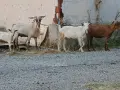 Предлагам две млади кози и един пръч. , снимка 2