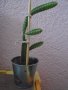 Драконов плод младо растение на 1 година, снимка 1 - Стайни растения - 41908315