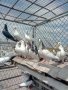 Пазарджишки гълаби, снимка 11