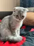 Шотландска клепоуха/Сребърно таби, снимка 8