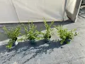 котонеастър дамери, снимка 4