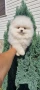 померан мини померанче, снимка 9