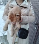 Кокер Шпаньол , снимка 2