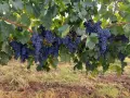 Продавам грозде Мерло,Памид и Брестовица, снимка 8