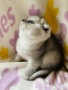 Шотландско клепоухо момиче. Сръбрена чинчила. Scottish fold, снимка 1