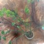 Вариегатна еуфобрия, снимка 1 - Стайни растения - 42535407