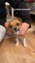 Продават се Чихуахуа и Пинчери, снимка 4