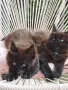 Котенца Мейн Кун , снимка 4