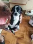кученца чихуахуа , снимка 3
