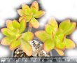 Сукулент (Succulent), вкоренено сукулентно растение, снимка 1 - Стайни растения - 41479557